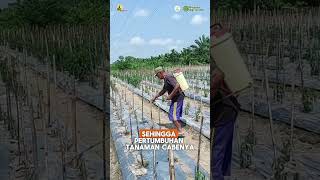 Biomax dan Propus solusi tepat untuk mengatasi pertumbuhan tanaman cabe yang kerdil amp tidak seragam [upl. by Clintock]