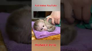 Baby monkey gets diaper changed by mother babymonkey monkey smartmonkey animals shorts [upl. by Ahoufe]