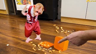 BiBi obediently helps dad make nut milk you will be surprised with the result [upl. by Amanda980]