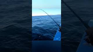 Sea Lion VS Fisherman trollface phonk ocean sealions fishing fish mexico baja boat [upl. by Eniger]