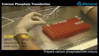 Calcium Phosphate Transfection [upl. by Anotyad665]