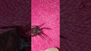 Tinto na panot 😁😱 gagamba masbatelines spider [upl. by Ahsenor]