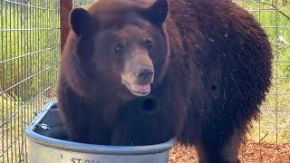 Bear Known as ‘Hank the Tank’ Sent to Animal Sanctuary [upl. by Eckart]