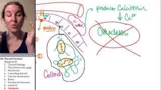 Thyroid 9 Calcitonin [upl. by Patric]