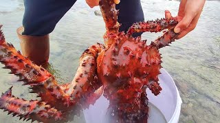 Catch seafood in the South Pacific Harvest giant devil crabs [upl. by Odraude]