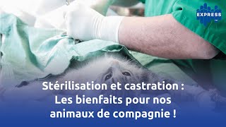 Stérilisation et castration  Les bienfaits pour nos animaux de compagnie [upl. by Ineslta]