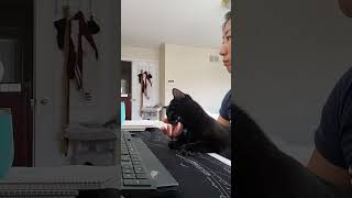 Pov work from home with a clingy cat [upl. by Nosliw]