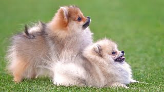 Pomeranian puppies available  Mini pomeranian puppies [upl. by Carlisle]