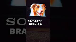 SONY BRAVIA 8 OLED XR CLEAR SONYBRAVIA8 BRAVIA8 SONYXR80 [upl. by Bounds]