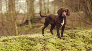 Working Cocker Spaniel Puppy [upl. by Oht]