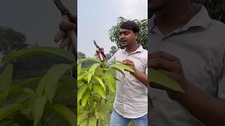 How is Mango Tree Pruning in India mangotreepruning pruning shorts farming [upl. by Paryavi]