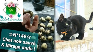 ☆N°149☆ Chat noir sauvé 🐈‍⬛ amp Œufs sous plaque chauffante  pas mal Mirage Vermifuge pour tous [upl. by Euqor]