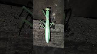 Sphodromantis  Miton boc  comedy beautyofnature viralvideo shorts birds [upl. by Moersch]