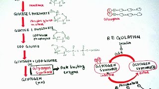 Glycogenesis [upl. by Ainar]