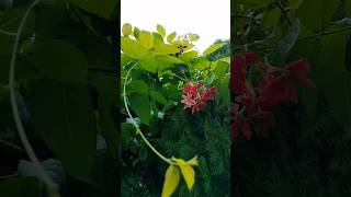 Combretum indicummadhumalti💐blooms in my gardenflowers gardendesign shorts youtubeshorts love [upl. by Heuser422]