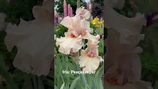 Iris Peacekeeper iris gardening irises perennial flowers [upl. by Derinna]