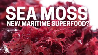 Trending Superfood Sea Moss Is it worth the hype [upl. by Ossy]