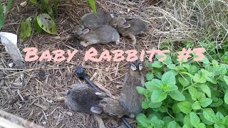 Wild Baby rabbits in my yard update 3 [upl. by Yerac]