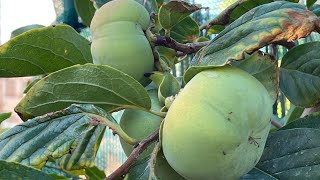 Growing Fuyu Persimmon in Las Vegas [upl. by Aicineohp]