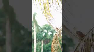 Brahminy Kite birds birdslover birdwatching birdsounds birdsofinstagram eagle photooftheday [upl. by Boorer]