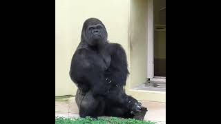 Silverback gorilla is overthinking [upl. by Ranite679]