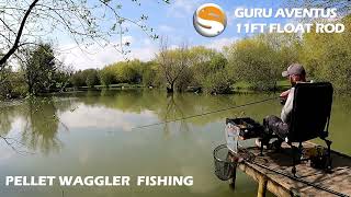 Pellet waggler fishing  Guru 11ft Aventus float rod action [upl. by Halla]