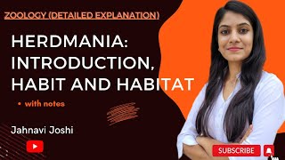 Herdmania Introduction Habit and Habitat Notes Bsc 2nd year Zoology [upl. by Struve]