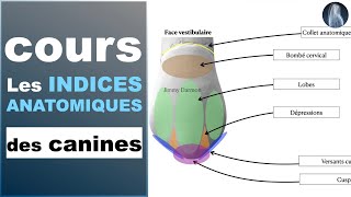 Indices anatomiques  Canines maxillaires et mandibulaires  Prothèse dentaire  Cours  © [upl. by Yltneb]