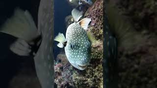 Meet the Adorable Pufferfish at ZOO Antwerpen [upl. by Ahsahtan]