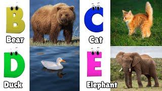 Animals ABC Song  Animals Alphabet Song  Alphabet Letters  Phonics for Kids [upl. by Neelahtak992]