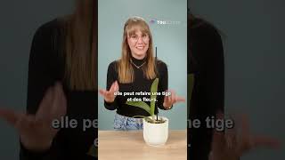 🌸 Comment faire refleurir une orchidée [upl. by Richer]