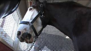 Clydesdales pull their weight at the fair [upl. by Enriqueta]