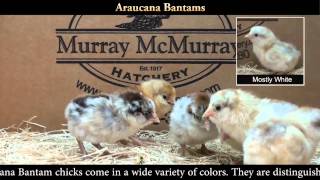 Araucana Bantam Chicks [upl. by Aisiat]