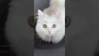 Heterochromia cat and inverted filter 🤍🐾 [upl. by Ataymik690]