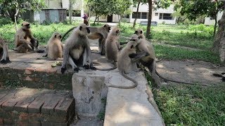 Monkey Leaders Battle II Monkey WarriorsLangur Monkey Fight [upl. by Anahsat]