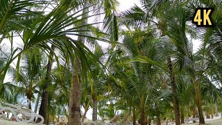 Nungwi Beach Zanzibar  4K Ambience  Nungwi Zanzibar Tanzania 🥥🐚🌴🇹🇿 [upl. by Avat]