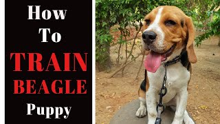 How to train a BEAGLE puppy  Basic Obedience  Stubborn Puppy  Dog training in hindienglish [upl. by Enelcaj]