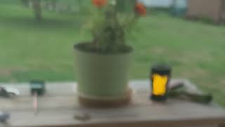 Slow Motion Cicada Song  Slowed Cicada Chirping  ASMR IDK LOL BRB [upl. by Nelly]