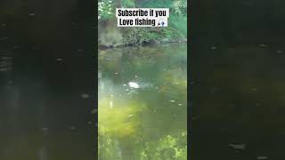 Catching panfish fishing fishinglife panfishing shorts subscribe [upl. by Morrell]