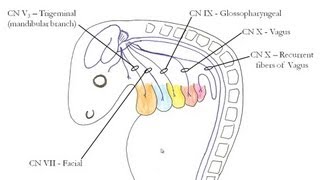 Medical Embryology  Development of the Pharyngeal Arches [upl. by Innis732]