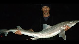 Mulloway  Ep 2 Mulloway and gummy Beach fishing [upl. by Eardnaed]