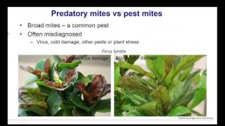 Webinar  Identifying Pests and Beneficial Insects and Mites [upl. by Klara952]