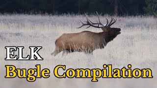 Amazing Sound of ELK Bugle During The Rut  Elk Bugling Sounds [upl. by Asile]