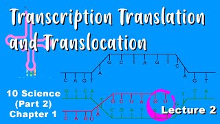 Transcription Translation and Translocation  Heredity and Evolution Class 10  Lec 2  Shubham Jha [upl. by Certie212]