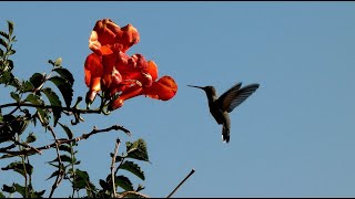 Blackchinned Hummingbird  Hovering and Feeding [upl. by Llib]