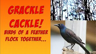 gRACKle CacKle [upl. by Alger]