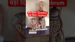 Cerebellum amp Cerebrum Location Shape  इन्सान का छोटा दिमाग amp बड़ा दिमाग कैसा कहाँ होता है shorts [upl. by Eiramannod]