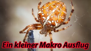 Ein kleiner Makro Ausflug [upl. by Bakemeier]