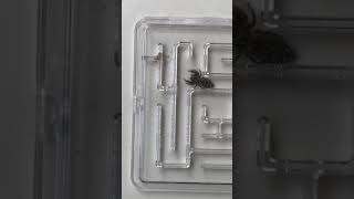 Jumping spider vs Daddylongleg spider cellar dweller in a maze [upl. by Bledsoe]