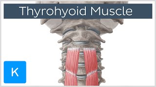 Thyrohyoid Muscle Origin and Insertion  Human Anatomy  Kenhub [upl. by O'Brien]